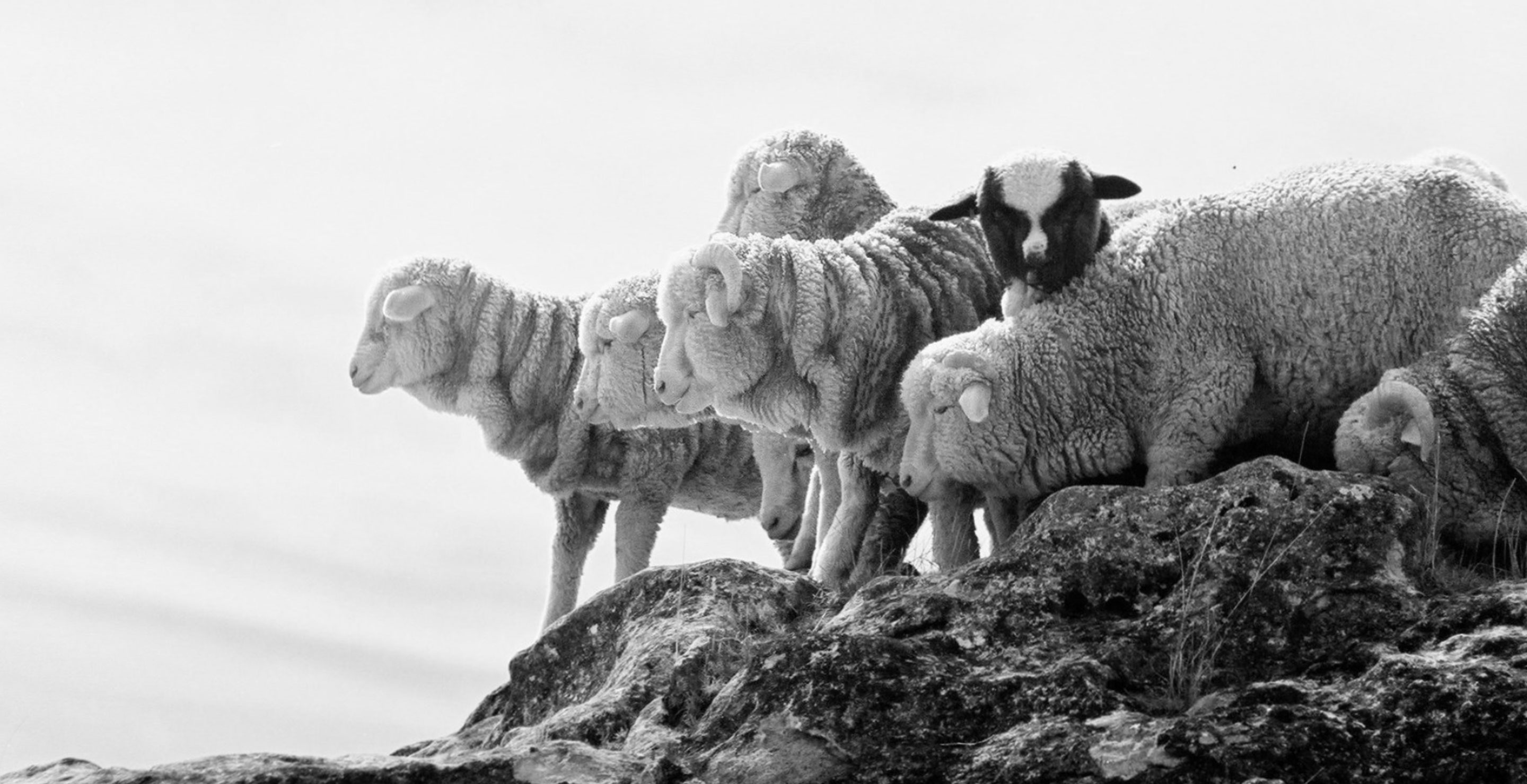 FibreTrace® launches authenticated, verified and traceable wool with Harris Tweeds Hebrides and British Wool