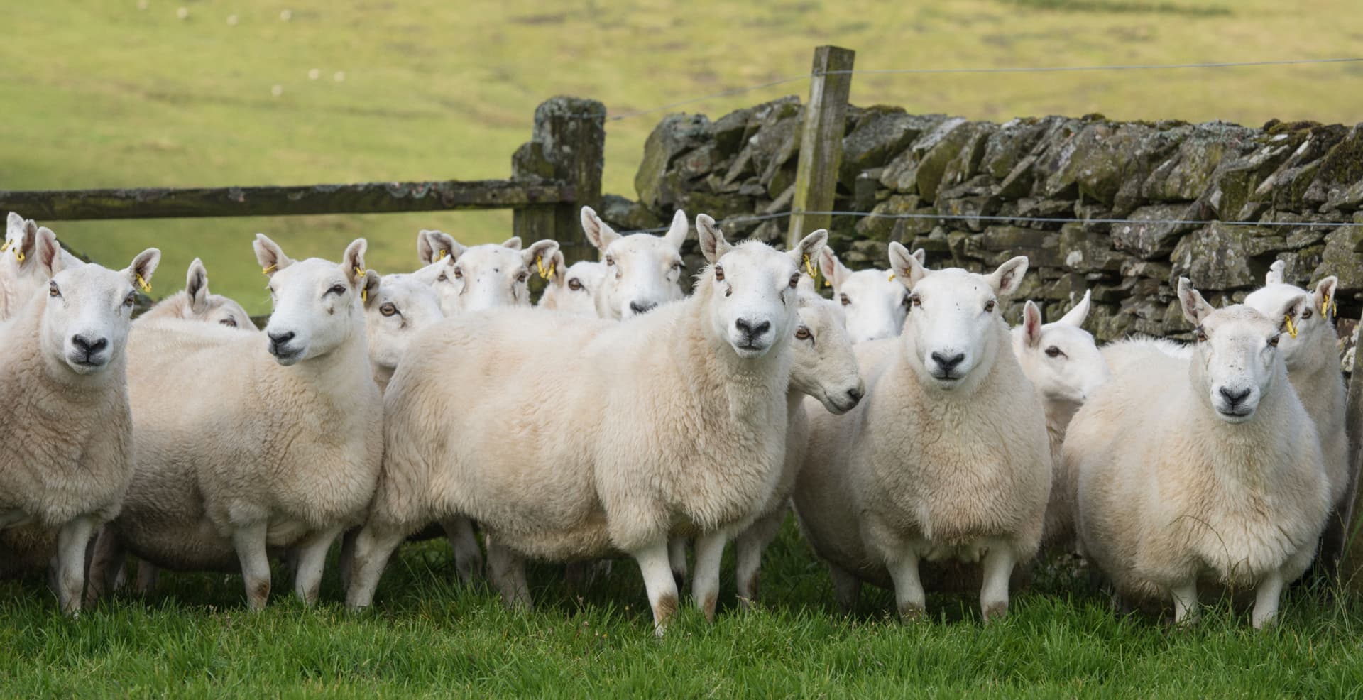 Celebrating verified and traceable wool with British Wool and Harris Tweed Hebrides