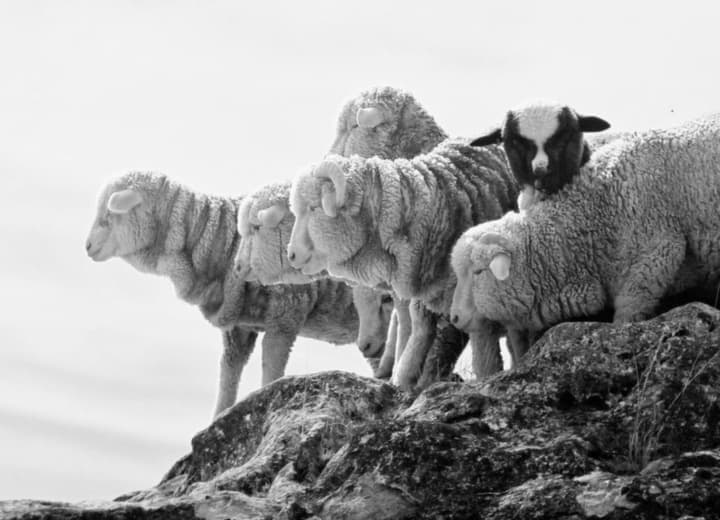 FibreTrace® launches authenticated, verified and traceable wool with Harris Tweeds Hebrides and British Wool