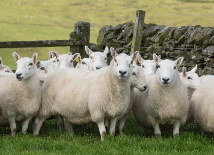 Celebrating verified and traceable wool with British Wool and Harris Tweed Hebrides